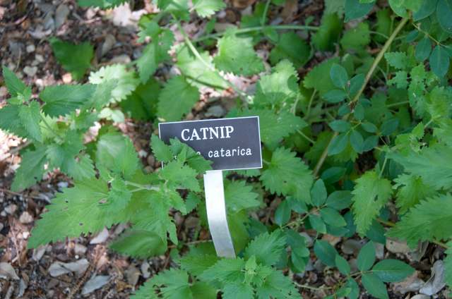 نعناع گربه ای معطر Nepeta cataria Cataria, Catmint Lamiaceae 6